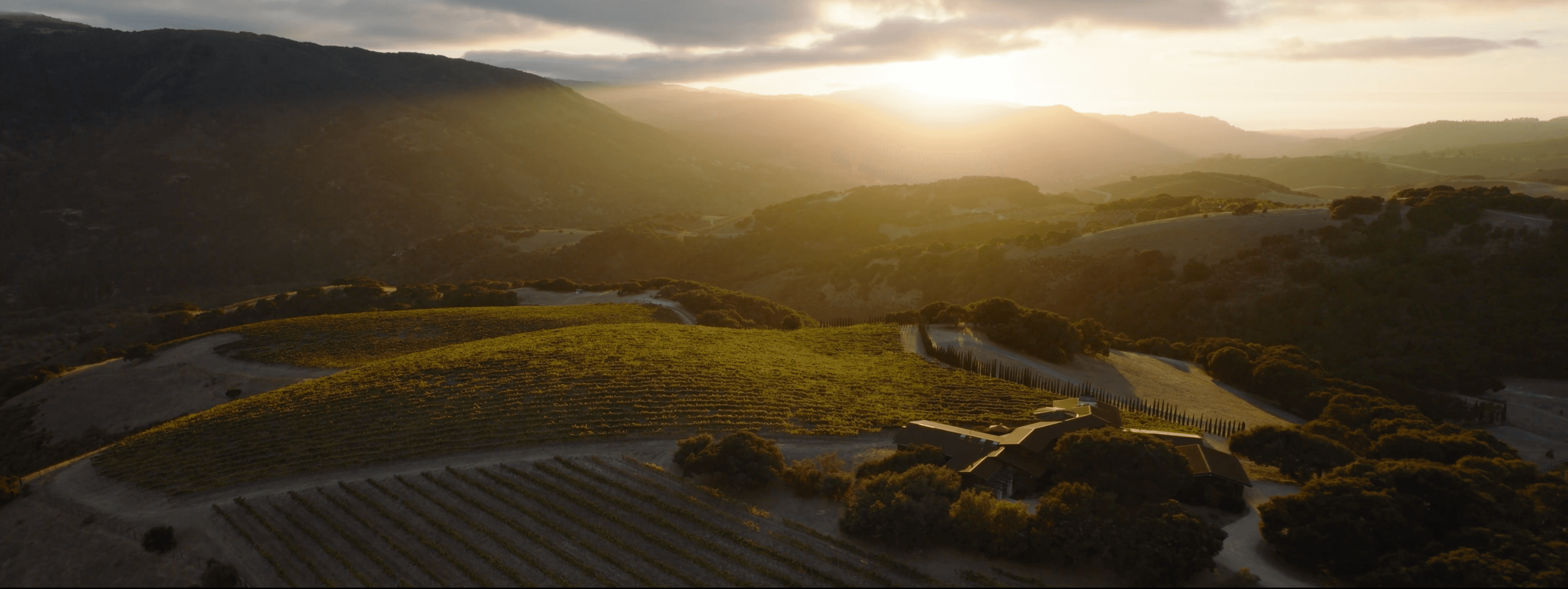 Diamond T Ranch vineyard at sunset