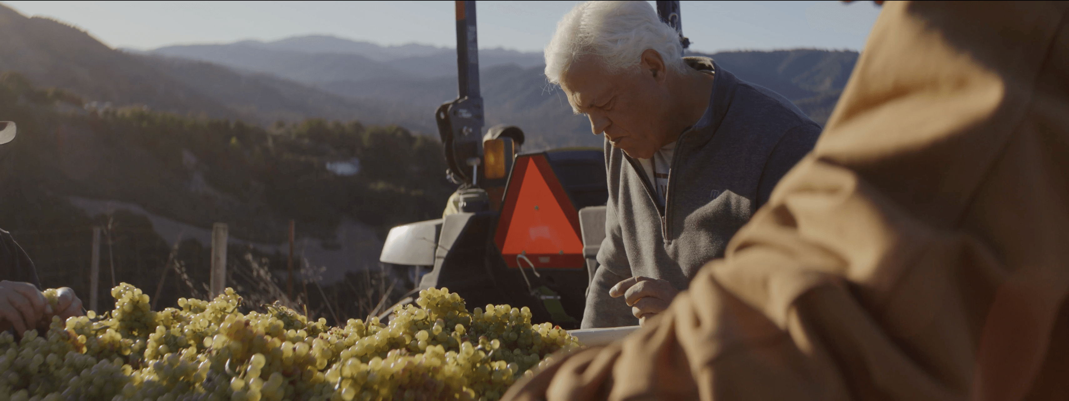 Diamond T Ranch - Andy Paul inspecting grapes in the vineyard