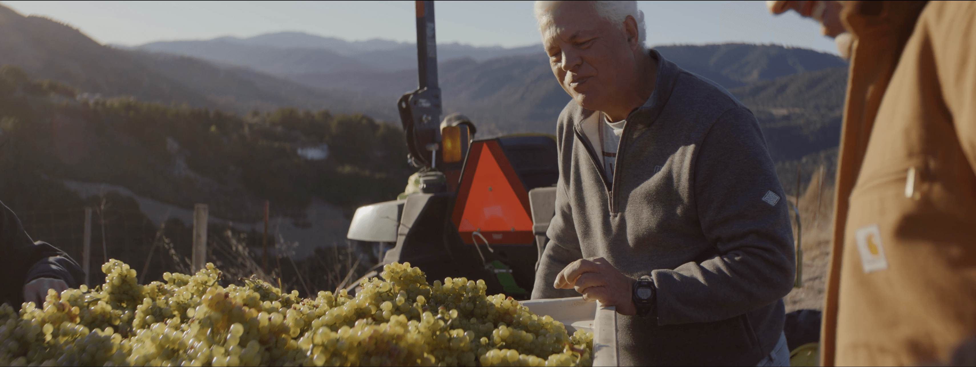 Andy Paul sorting grapes at golden hour during the 2024 harvest