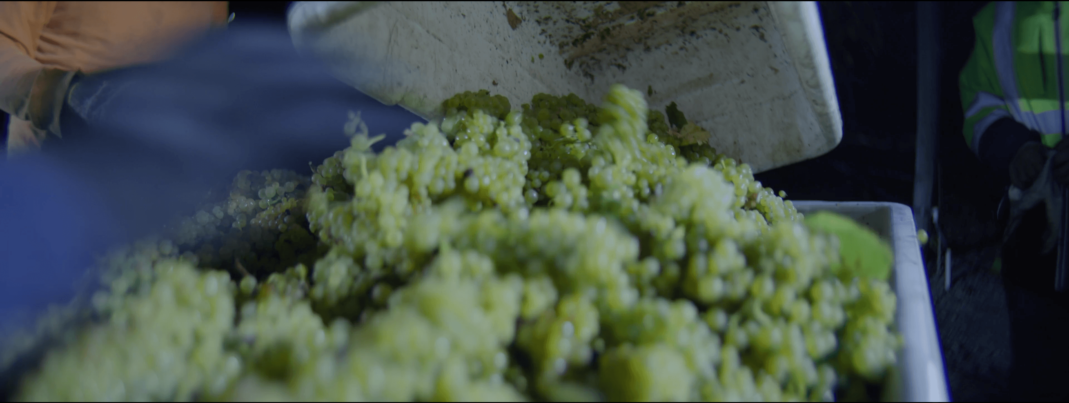 Freshly harvested Chardonnay grapes from Diamond T Ranch