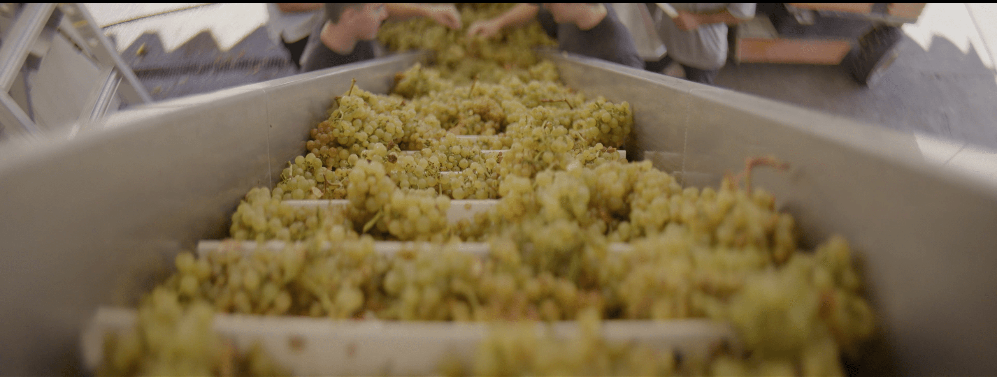 Diamond T Ranch - Freshly harvested grapes on the sorting conveyor