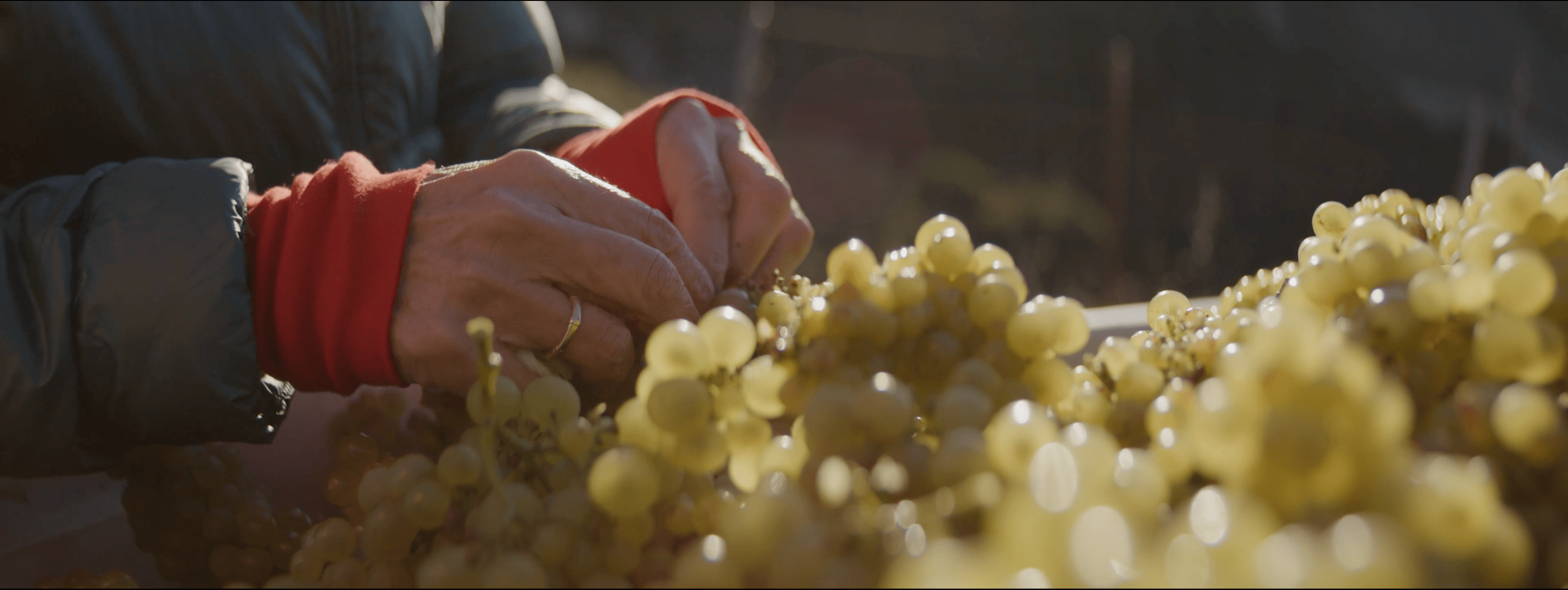 Diamond T Ranch - Close-up of Margaret Paul hand-sorting grapes