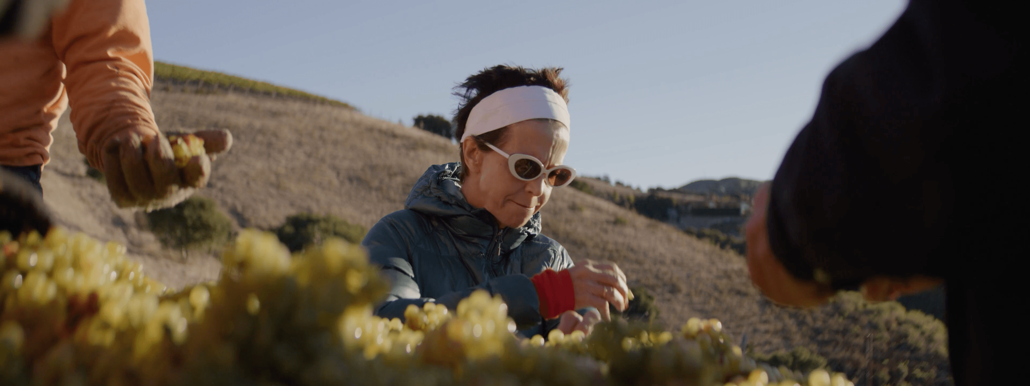 Margaret Paul sorting grapes during harvest