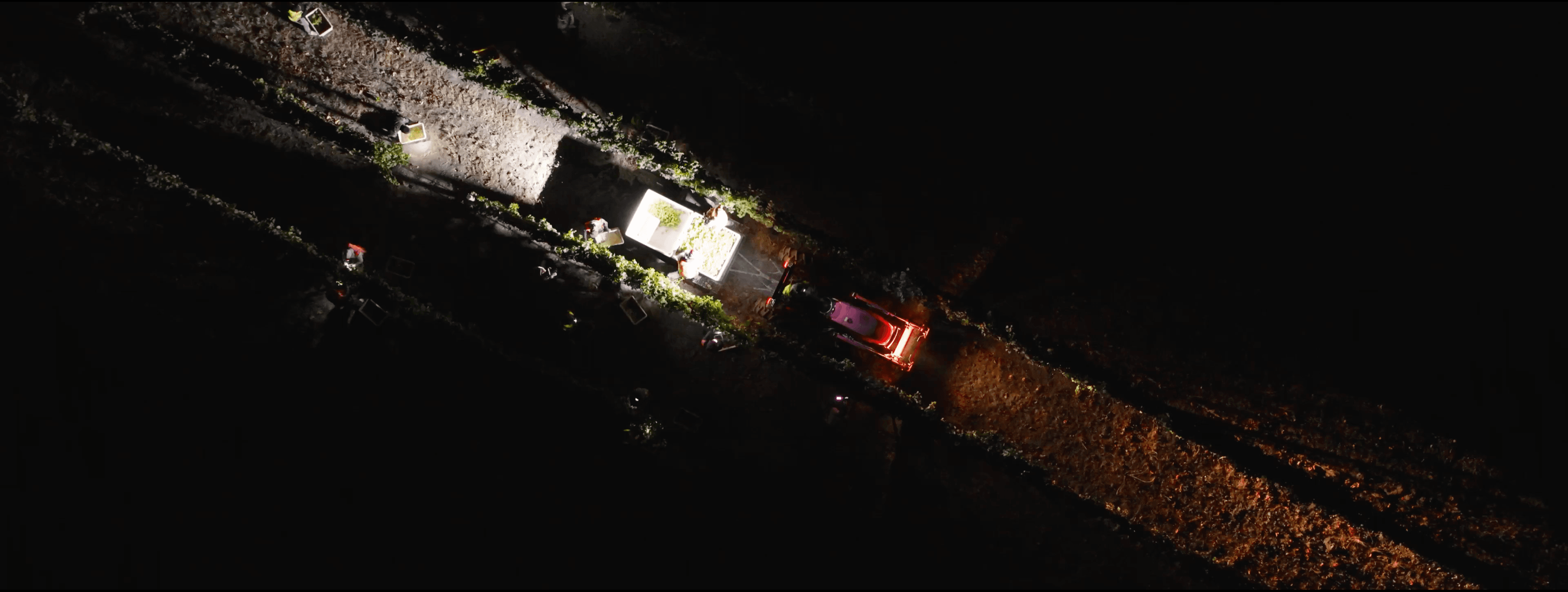 Aerial view of the night harvest at Diamond T Ranch