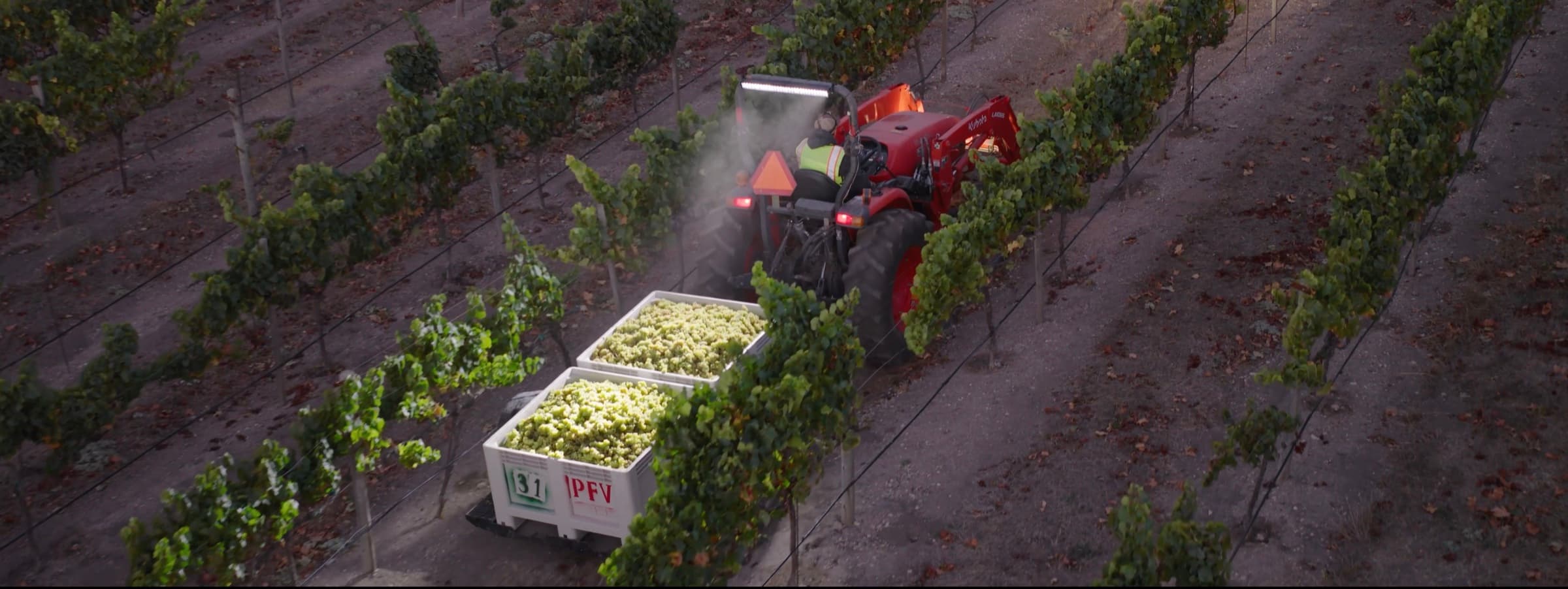 Diamond T Ranch - Tractor harvesting at Diamond T Ranch vineyard